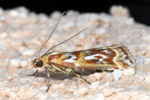 Acrobasis porphyrella